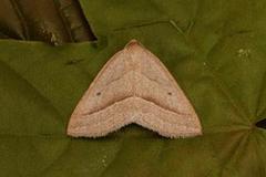 Brown Silver-line (Petrophora chlorosata)