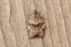 Dark-barred Tortrix (Syndemis musculana)
