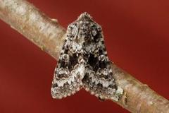 Broad-barred White (Hecatera bicolorata)