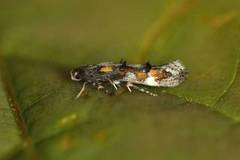Red Cosmet (Mompha locupletella)