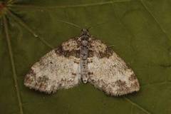 The Seraphim (Lobophora halterata)