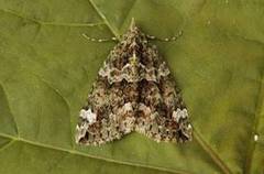 Red-green Carpet (Chloroclysta siterata)