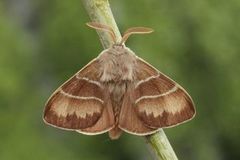 Fox Moth (Macrothylacia rubi)