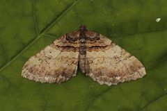Shoulder-stripe (Anticlea badiata)