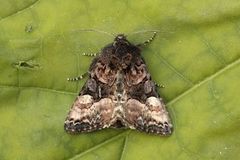 Small Angle Shades (Euplexia lucipara)