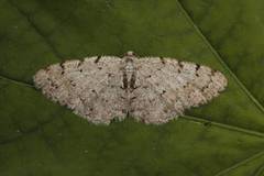 Grey Birch (Aethalura punctulata)