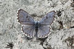 Chequered Blue (Scolitantides orion)