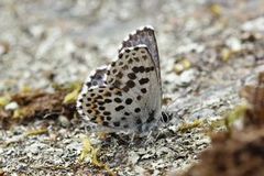 Chequered Blue (Scolitantides orion)