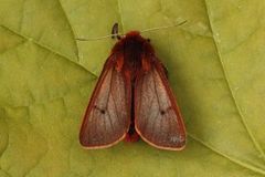 Ruby Tiger (Phragmatobia fuliginosa)