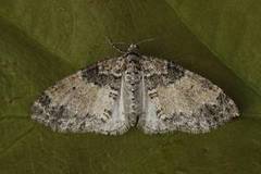 The Seraphim (Lobophora halterata)