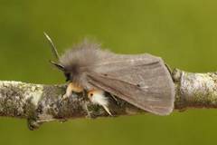 Muslin Moth (Diaphora mendica)