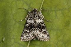 Broad-barred White (Hecatera bicolorata)
