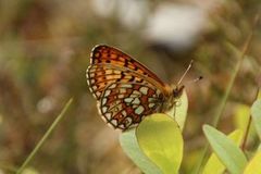 Bog Fritillary (Boloria eunomia)