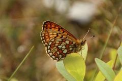 Ringperlemorvinge (Boloria eunomia)