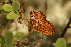 Pearl-bordered Fritillary (Boloria euphrosyne)