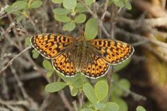 Pearl-bordered Fritillary (Boloria euphrosyne)