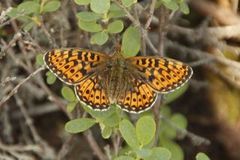 Rødflekket perlemorvinge (Boloria euphrosyne)