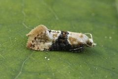 Vine Moth (Eupoecilia ambiguella)