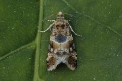 Oak Marble (Lobesia reliquana)