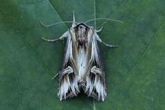 Purple Cloud (Actinotia polyodon)
