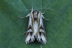 Tannet perikumfly (Actinotia polyodon)