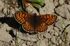 Heath Fritillary (Melitaea athalia)