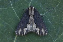 Bird's Wing (Dypterygia scabriuscula)
