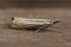 Garden Grass-veneer (Chrysoteuchia culmella)