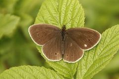 Ringlet (Aphantopus hyperantus)