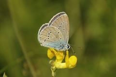 Mazarine Blue (Cyaniris semiargus)