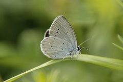 Small Blue (Cupido minimus)
