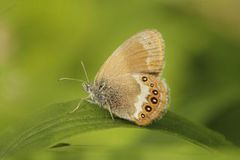 Scarce Heath (Coenonympha hero)