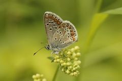 Mountain Argus (Aricia artaxerxes)