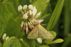 Tistelengmott (Sitochroa verticalis)