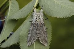 Puss Moth (Cerura vinula)