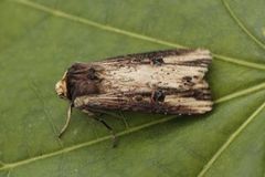 Flame (Axylia putris)
