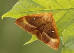 Eikespinner (Lasiocampa quercus)