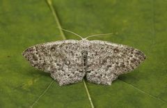 Seljeløvmåler (Cyclophora pendularia)