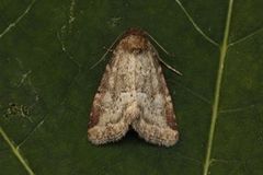 Small Dotted Buff (Photedes minima)