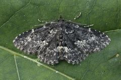 Waved Black (Parascotia fuliginaria)