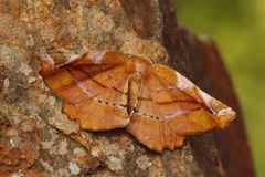 Lilac Beauty (Apeira syringaria)