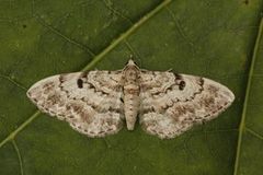 Stor kongledvergmåler (Eupithecia abietaria)