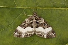 Sharp-angled Carpet (Euphyia unangulata)