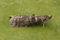 Birch Knot-horn (Ortholepis betulae)