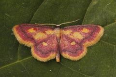 Purpurengmåler (Idaea muricata)