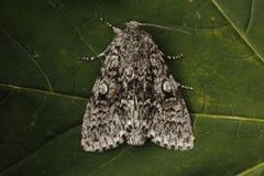 Ospekveldfly (Acronicta megacephala)