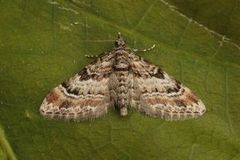 Double-striped Pug (Gymnoscelis rufifasciata)