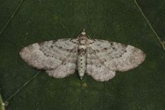 Green Pug (Pasiphila rectangulata)
