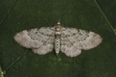 Epleblomstmåler (Pasiphila rectangulata)