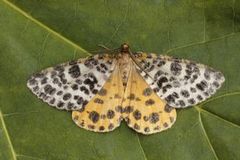 Spotted Beauty (Arichanna melanaria)